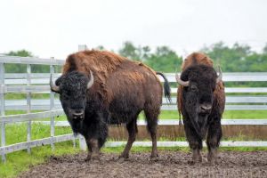 Cum arată cea mai mare fermă de bizoni din Europa de la marginea Salontei. A costat până acum peste 20 milioane de euro (FOTO / VIDEO)