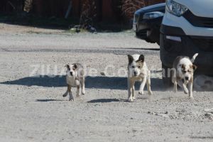 Un constantean isi apara proprietatea de hoti cu ajutorul cainilor. Politia Locala l-a amendat pentru neglijenta. S-a ajuns in instanta