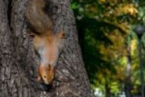 Ziua Copilului cu Mariana! Buziaşul pregăteşte un festival dedicat veveriţelor