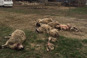 Urşii fac prăpăd în judeţ. Aproape în fiecare zi atacă gospodăriile oamenilor (FOTO)