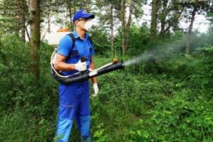 Bravo, Dobre! Primaria Ploiesti nu a incheiat contract pentru dezinsectia capuselor, plosnitelor sau a tigrului platanului!