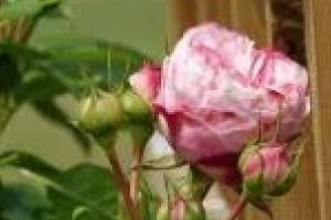 Trandafirii cataratori decoreaza minunat pergolele