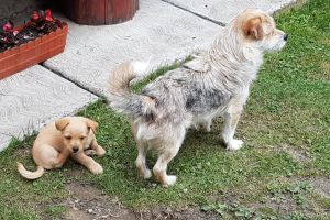 Campanie de sterilizare şi microcipare a câinilor, în municipiul Suceava