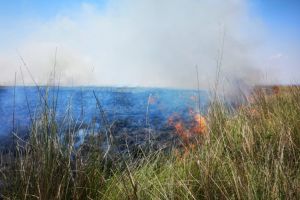 Incendiu de amploare in apropierea cetatii Histria. Mai multe hectare de stuf si vegetatie, cuprinse de flacari (galerie foto) 