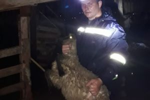 Bilanţul furtunilor în Bihor: Oameni surprinşi de viitură, localnici şi sute de animale evacuate (VIDEO)