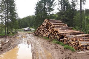 Garda de Mediu Bihor, despre dezastrul din Apuseni: Tăietorii de lemne din Padiş nu au respectat condiţiile impuse