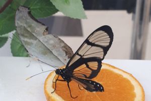 VIDEO+FOTO Expoziţie de fluturi vii, în weekend, la Braşov