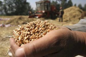 „Preţul grâului”