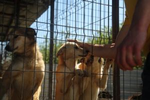 Arădenii au adoptat peste 100 de căţei în primele patru luni ale anului