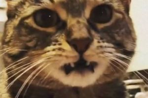 Stăpâna a cumpărat o jucărie scumpă pentru pisică şi aşteptările i-au fost întrecute! Acum îşi vrea banii înapoi! FOTO