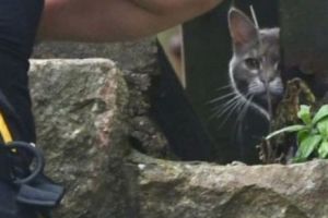 Şi-a bătut joc de stăpână şi de pompieri timp de şase zile. Poveste cu final fericit dar cu o sumă frumuşică lipsă în buget