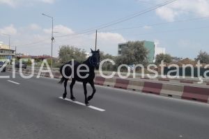 Cal, surprins in plina strada, pe drumul ce leaga Constanta de Navodari (galerie foto)