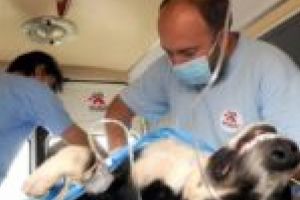 Prea mulţi câini şi pisici! Peste 100 de animale au fost sterilizate în cadrul unei campanii gratuite, derulată la Lugoj