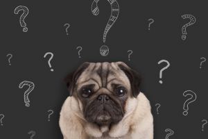 Arca lui Noe. Ce este un test ADN pentru câini?