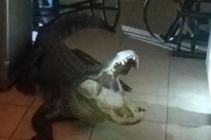 O femeie a trăit coşmarul vieţii ei după ce s-a trezit cu un aligator în bucătărie. Reptila a devastat locul. Foto