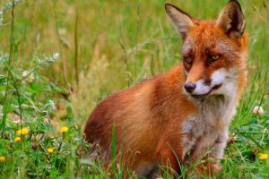 Campanie de vaccinare antirabică a vulpilor