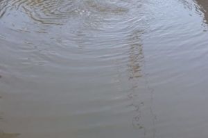 PRIMARUL IONICĂ „SE P**Ă PE CASELE PITEŞTENILOR”!