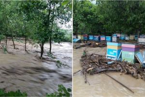 FOTO: Comuna Pianu a fost  măturată de ape. Apa a ajuns până la  50 de centimetri în stradă. Zeci de stupi de albine distruşi