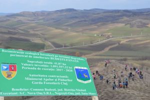 Salcâmul, o specie care poate ameninţa biodiversitatea, plantat pe 80% din suprafaţa unui teren la Budeşti (FOTO)