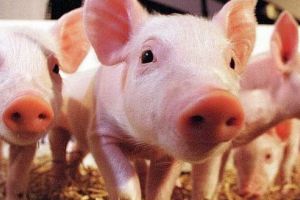 Fermă nouă de porci, în pregătire în Mureş