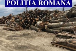 FIRMĂ cu DOSAR PENAL pentru AFACERI ILEGALE cu LEMNE!