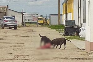 Scene de groază în Oradea: Doi câini din rasa Cane Corso au sfâşiat un alt căţel în plină stradă! (FOTO / VIDEO)