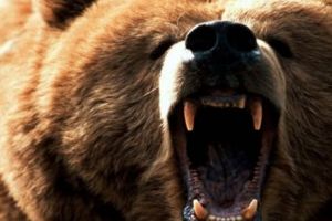 Barbat atacat de urs. Victima este în stare gravă la spital