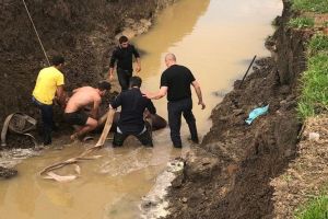FOTO – Cal salvat de pompieri după ce a căzut într-un canal de trei metri adâncime