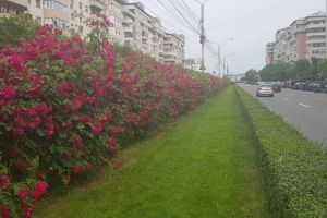 Foto: O mare de trandafiri într-un peisaj urban