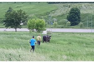 VIDEO Exclusiv! Un taur a scăpat de la circul venit la Botoşani. Angajaţii au fugit după el să îl prindă