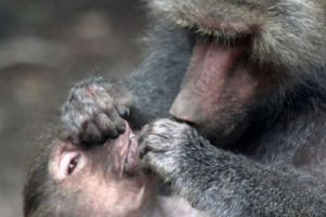 Copiii vor afla cum maimuţa Otto a organizat o evadare ca în filme de la Zoo Târgu Mureş