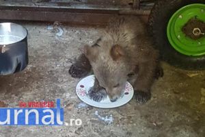 VIDEO: Pui de urs salvat din apele râului Putna