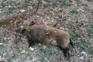 Pesta porcina africana a ajuns in Valea Chioarului. IDSA Bucuresti a confirmat prezenta virusului la un porc mistret gasit mort