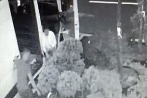 Hoţii nu ţin cont de vreme! Un bărbat şi o femeie, filmaţi când furau un bonsai, pe o ploaie torenţială, din expoziţia Kaluna din Oradea (VIDEO)