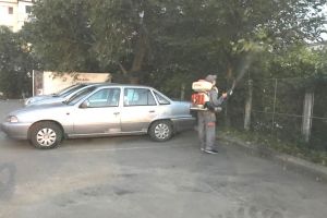 Incepe dezinsectia in municipiul Constanta!