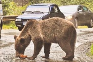 MĂSURILE AUTORITĂŢILOR,  O LABĂ… DE URS!