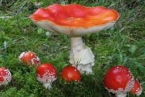 Maramuresean internat din cauza unei intoxicatii cu ciuperci