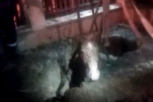 Cal căzut într-un puţ adânc de doi metri, salvat de pompierii din Marghita (FOTO / VIDEO)
