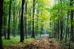 O lege SIMPLĂ: tăiem pădurile, avem INUNDAŢII!