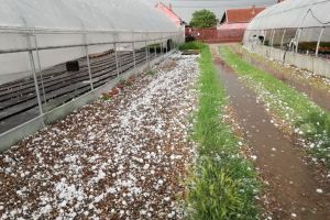 COD PORTOCALIU de grindină, vijelii şi fulgere, în mai multe localităţi din Bihor