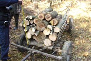 Material lemnos furat dintr-o stivă de lemne aflată în proprietatea Composesoratului comunei Lupeni
