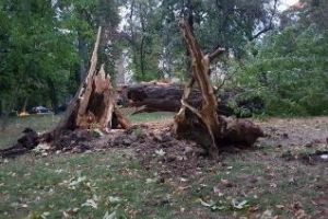 Puteau muri clujeni azi în Parcul Central. Mulţi copaci bătrâni au fost rupţi ca scobitorile de vijelie - FOTO