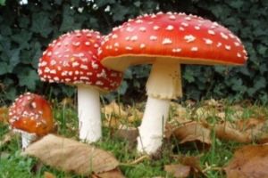 Intoxicaţia cu ciuperci – cauze, simptome, recomandări