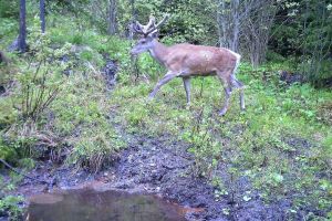 VIDEO Imagini spectaculoase din Parcul Naţional Munţii Rodnei, surprinse de camere