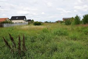 Proprietarii de terenuri, obligaţi să elimine ambrozia. Primăria ameninţă cu amenzi usturătoare