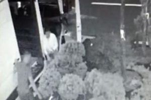 S-au transformat în Ninja ca să fure un bonsai! Ce ţeapă şi-au luat! Poliţiştii din Oradea au râs cu lacrimi
