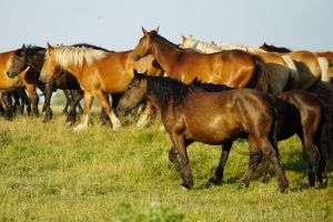 A furat trei cai de pe păşunea din Balc! Hoţul a fost prins, iar cabalinele, în valoare de peste 10.000 lei, au fost găsite