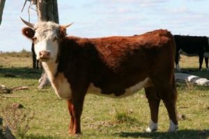 ALERTĂ! Revine boala vacii nebune. Un caz confirmat