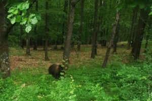 Ion Georgescu dă alarma: URS la MIOVENI!