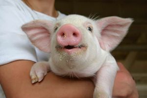 DSVSA Ialomiţa: Au fost stinse trei focare de pestă porcină africană